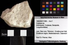 Foto (Objket + Etiketten) von Cracensigillatus acutirostrus (Moericke, 1889) 